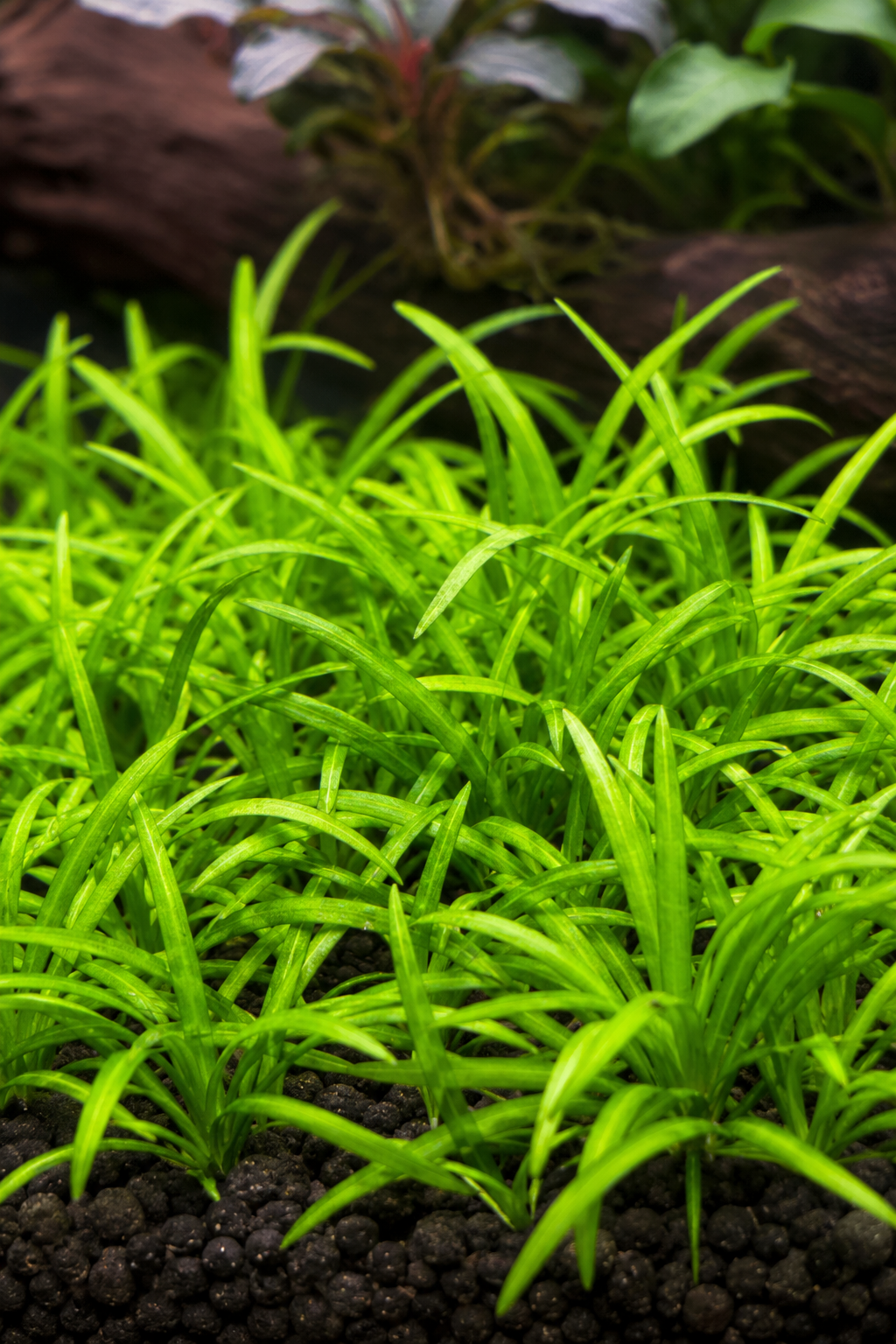 Best Low-Tech Carpet Plants: Real Options That Don't Need CO2
